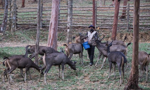 Melihat Proses Pemberian Pakan Fauna. Foto : Kemenparekraf.