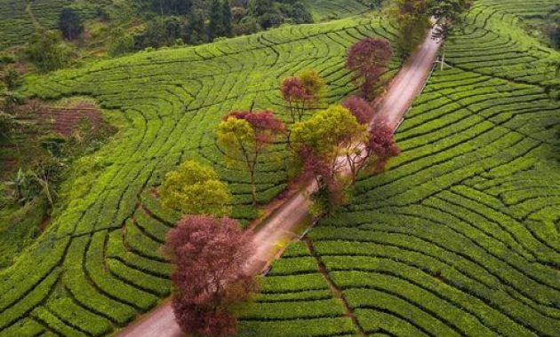 Kebun Teh Cianten. Foto : Indrasusantoo