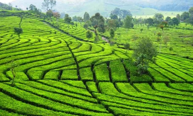 Kebun Teh Malabar.