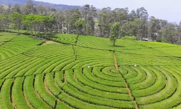 Kebun Teh Sukawana. Foto : Nagan Tour