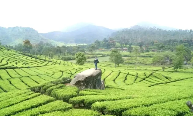 Kebun Teh Rancabali. Foto : Tourbandung.id