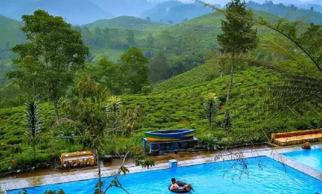 Pemandangan Perkebunan Teh dari Lokasi Penginapan. Foto : @expolerkabupatentasikmalaya / IG